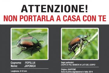 Piano d’Azione 2025 contro Popillia Japonica